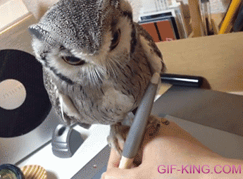 Owl Helps Guy Drawing