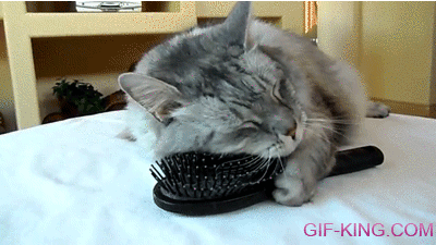 cat loves brush