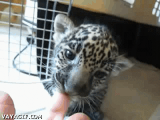 baby jaguar bites finger