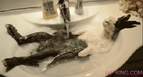 Rabbit Enjoying A Sink Bath