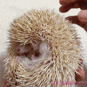Hedgehog Being Tickled