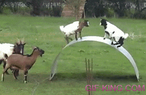 Goats playing_on flexible sheet of steel