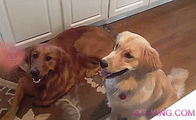 Dog Catches Cheerio On Its Head