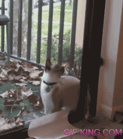cat squeezes through sliding door