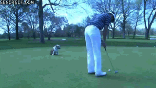 Dogs Are Great Golf Goalies