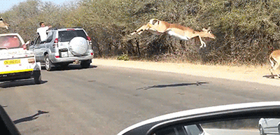 impala jumps