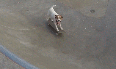 Dog skateboarding