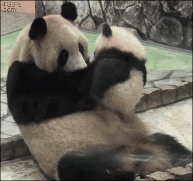 Baby panda's kiss