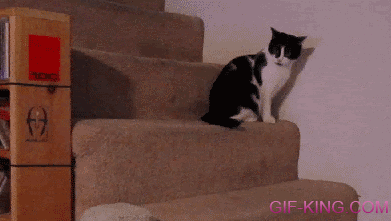 Cat Falling Down Stairs