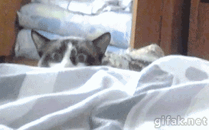 cat peeks over bed