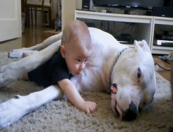 Dog Cuddling With Baby