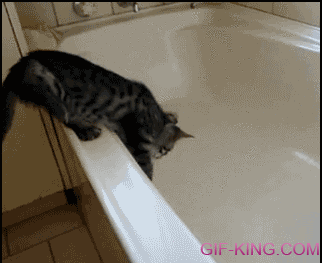 cat fail at bathtub