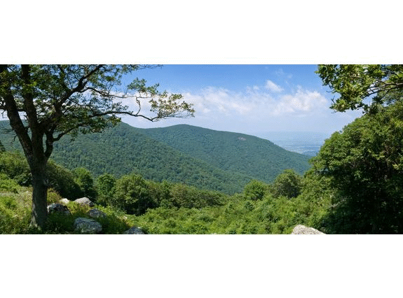 North Carolina Country Ham