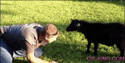Goat headbutt fail