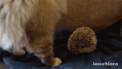 Cat Sits On A Hedgehog