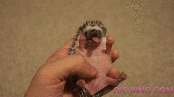 cute baby hedgehog  yawning