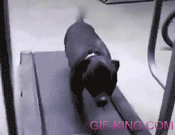Never Give Up Dog Treadmill