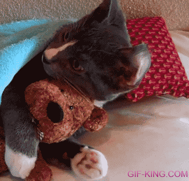 Cat Hugs Teddy Bear