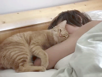 Cuddle Cat