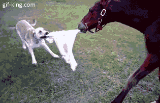 funny dog with horse