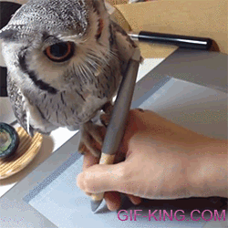 Owl Help You