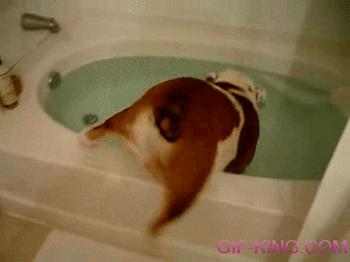 Majestic bulldog taking a bath