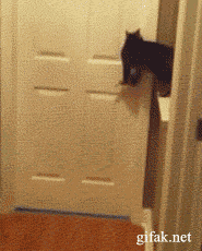 Cat Opening The Door