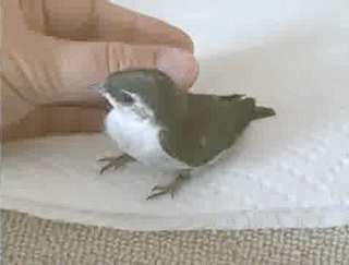 Baby swallow snuggles