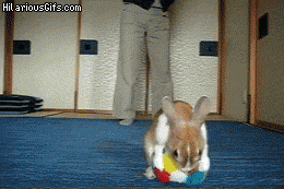 Bunny does a forward roll
