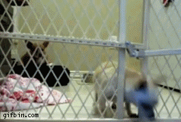 Chihuahua escapes confinement