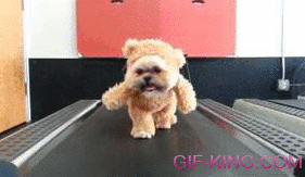 Adorable Teddy Bear Walking on Treadmill