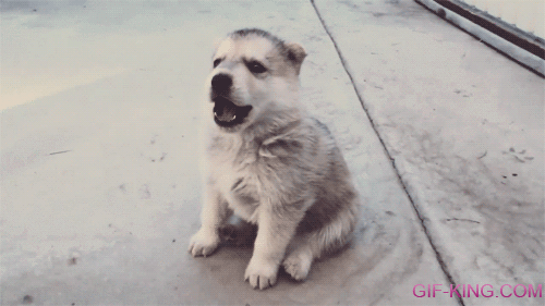 Husky Puppy Howling At The First Time