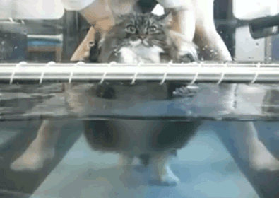Cat Running In Water