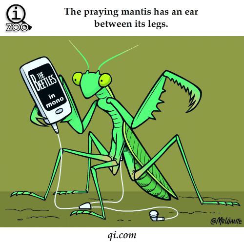 mantis ear between legs science fact