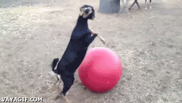 Goats Plays With Ball