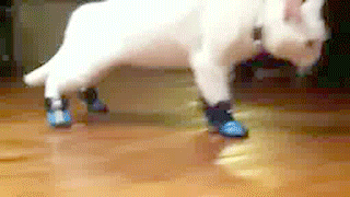Awkward Cat Boots
