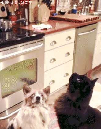 Cat and Dog Popcorn Trick