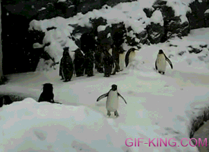 Happiest Penguin Ever