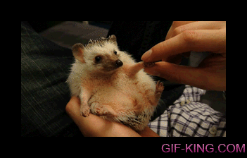 Handshake With Hedgehog