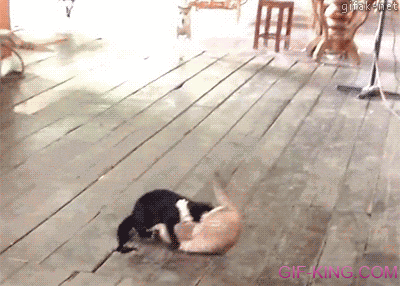 Two Dogs Break Up A Catfight
