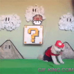 Super Mario Dog