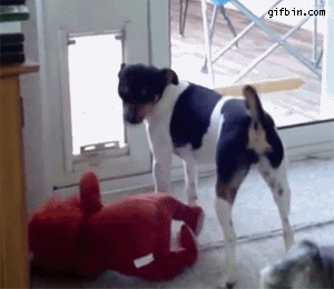 dog gets stuffed toy through flap door