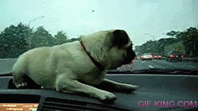 amazing pictures of animalas cute dogs gif nice fun humor mammals canidae photos pics