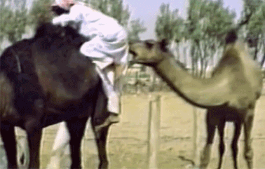 Camel bites man's ass