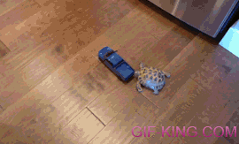 Cute Turtle Chases After A Car