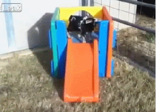 baby goat faints down slide