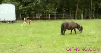 Baby Pony Hits Mom While Running Around