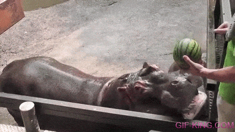 Hippo Eating Watermelon