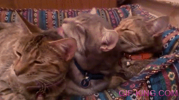 Synchronized Cat Cleaning