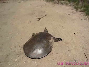 Turtles Move So Fast